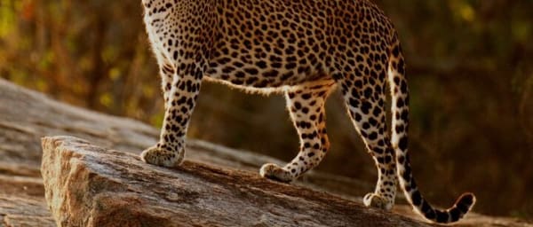 Yala national park half day safari from Colombo.