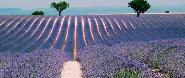 Provence, Vineyards & Lavender Fields Private Day Trip