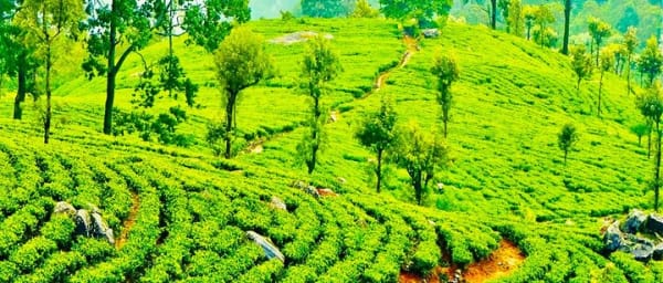 Tea Plucking and Tea Factory Visit from Nuwara Eliya