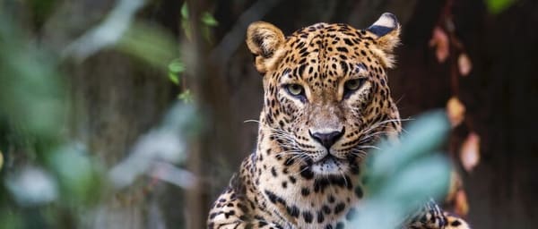 Wilpattu Jeep Safari and Anuradhapura Day Tour from Trincomalee