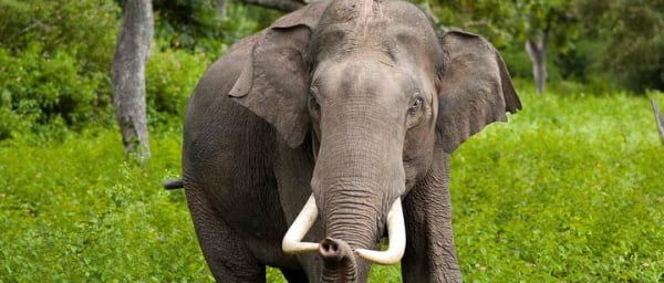 Wilpattu Jeep Safari Day Tour From Sigiriya