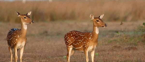 Wilpattu Jeep Safari and Anuradhapura Day Tour From Sigiriya