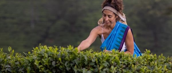 Tea Plucking and Tea Factory Visit from Kandy