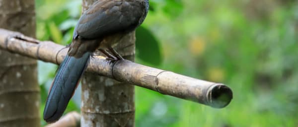 Tour de Avistamiento de Aves en la Vuelta de Occidente en el Valle del cauca