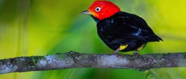Bird Watching Tour