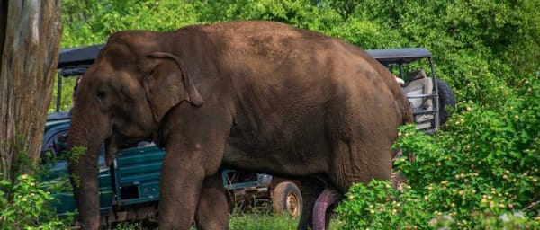 Udawalawa National Park All Inclusive Safari Tour from Hambantota