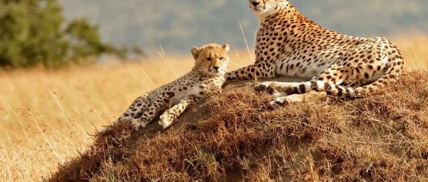 4-Day Masai Mara Luxury Lodge Safari with Private Game Drives