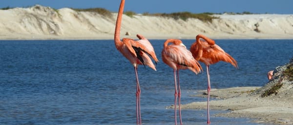 7-Hour Chichen Itza and Río Lagartos Tour with Las Coloradas