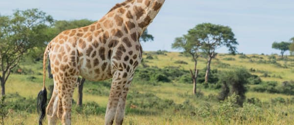 10-Day Kenya and Tanzania Safari with Serengeti Balloon Ride