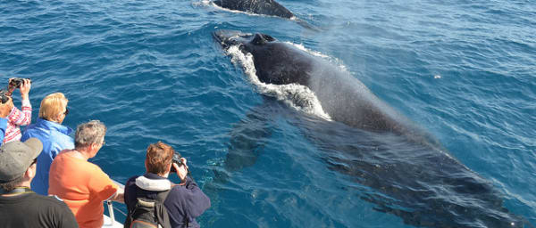 Full-Day Mirissa Whale Watching and Galle Fort Tour from Colombo