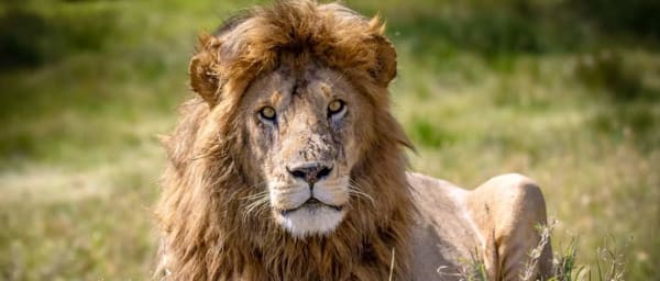 5-Day Tanzania Wildlife Safari through Lake Manyara, Serengeti and Ngorongoro