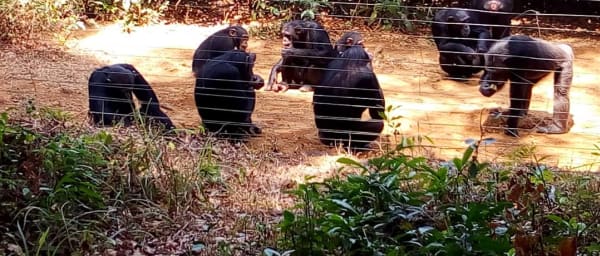 1-Day Freetown City Tour with Tacugama Chimpanzee Sanctuary