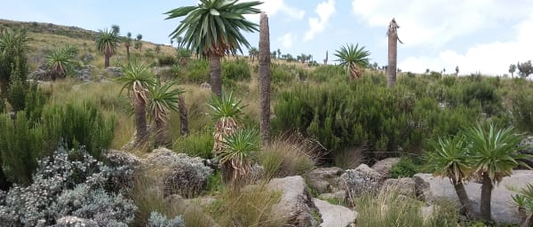 1-Day Guna Mountain Trek from Debre Tabor with Cultural Experiences