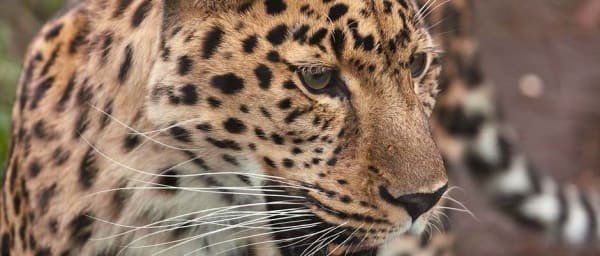 6-Day Northern Tanzania Safari with Serengeti and Ngorongoro