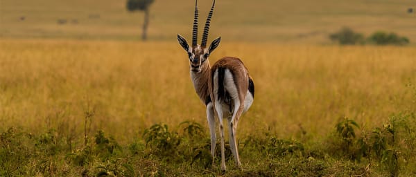 4-Day Northern Tanzania Safari through Tarangire Serengeti and Ngorongoro