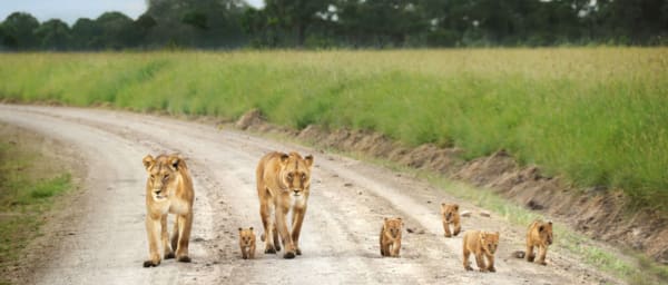 4-Day Masai Mara and Lake Nakuru Wildlife Safari with Big Five