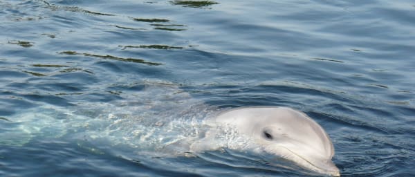 Full-Day Dolphin Encounter and Rural Village Tour from Mandalay