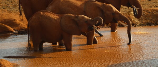 1-Day Tsavo East National Park Safari from Malindi with Bachuma Gate