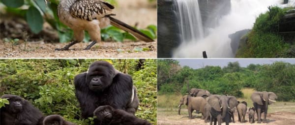 3-Day Murchison Falls Safari with Budongo Forest Hike
