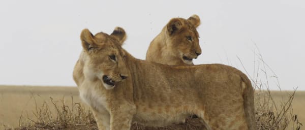 6-Day Tanzania Safari through Serengeti and Ikoma Wilderness