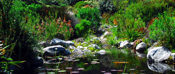 4-Hour Botanical Garden Walk in Betty's Bay with Cape Fynbos Views