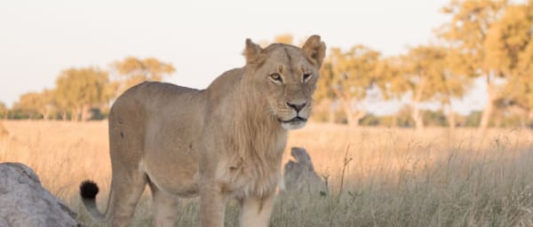 13-Day Zimbabwe Scenic and Wildlife Tour with Victoria Falls