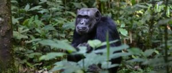 6-Day Uganda Safari to Murchison Falls and Kibale with Rhino Trek
