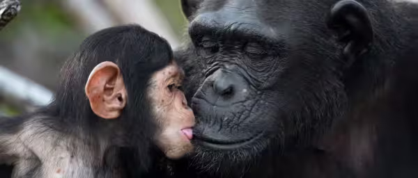 3-Day Bwindi Gorilla Trek and Lake Bunyonyi Tour with Boat Cruise
