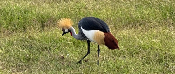 6-Day Tanzania Safari with Materuni Waterfalls and Chagga Culture