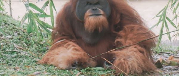 6-Day Orangutan and Lake Toba Tour from Medan via Ketambe