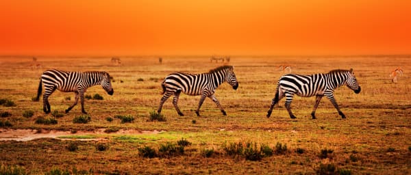 6-Day Tanzania Wildlife Safari through Serengeti, Ngorongoro and Tarangire