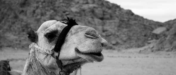 6-Hour Hurghada Desert Safari with Bedouin Village and Sunset