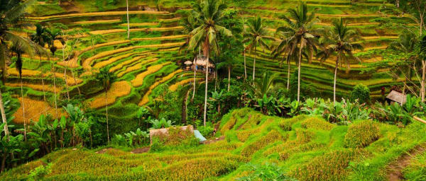4-Day Ubud Escape in Bali with Melukat Ritual and Spa