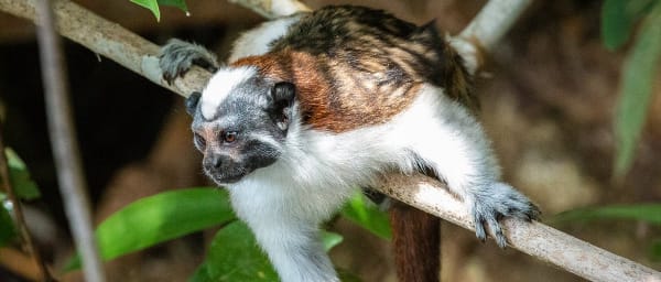 4-Hour Private Monkey Island Tour in Panama with Gatun Lake Cruise