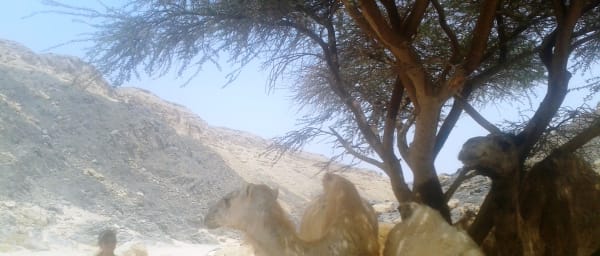 6-Hour Private Desert Adventure in Hurghada with B.B.Q and Shows