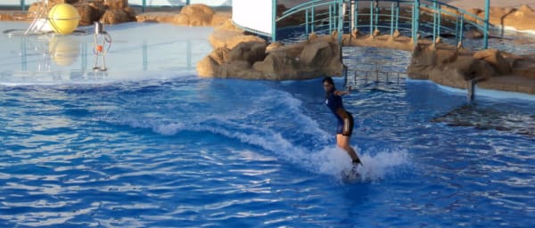 2-Hour Makadi Bay Dolphin Show Tour from Hurghada with Hotel Transfers