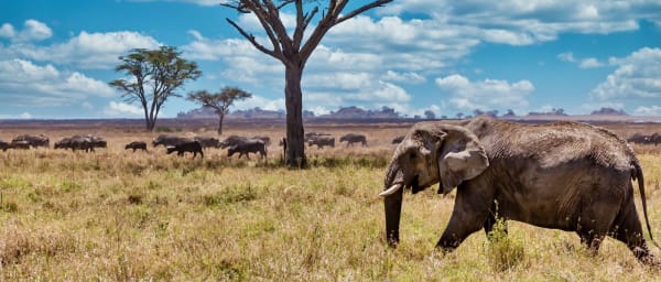 4-Day Tanzania Safari to Ngorongoro, Tarangire and Lake Manyara