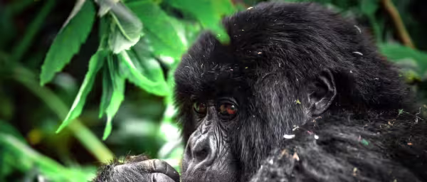 3-Day Gorilla Trekking Safari in Bwindi and Lake Bunyonyi from Kigali