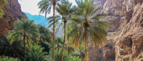 15-Hour Wadi Shab and Sur Tour with Bimmah Sinkhole and Turtles