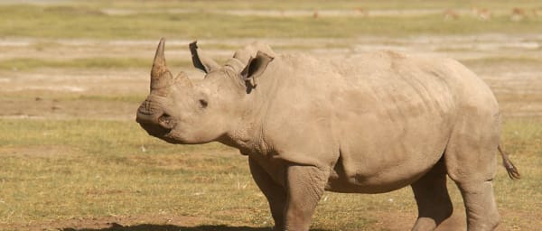 2-Day Ol Pejeta Safari from Nairobi with Chimps and White Rhino