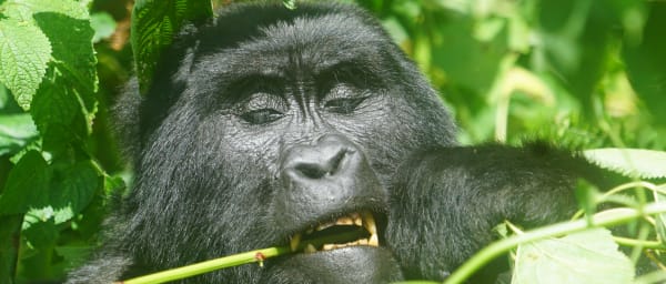 5-Day Gorilla Trekking and Wildlife Safari in Uganda