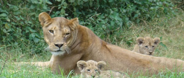 3-Day Tsavo East and Amboseli Safari with Mount Kilimanjaro Views