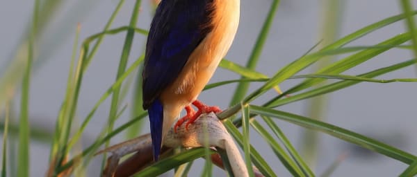 1-Day Okavango Delta Mokoro Safari from Maun with Guided Nature Walk