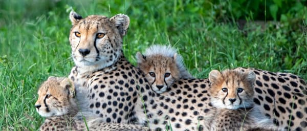 10-Day Botswana Safari with Okavango Delta and Victoria Falls