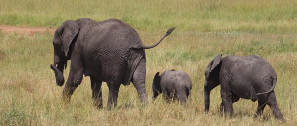 3-Day Maasai Mara Safari from Nairobi with Big Five Game Drives