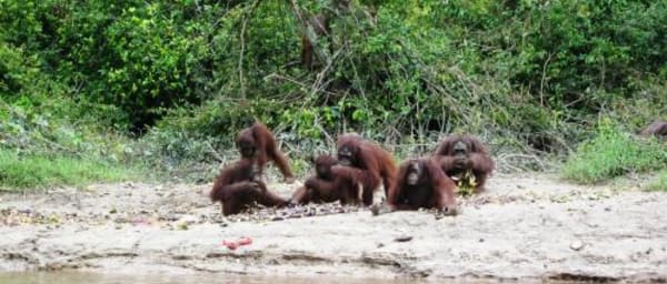 3-Day Tanjung Puting Orangutan Tour with Camp Leakey Cruise