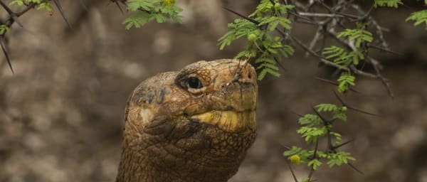 7-Day Galapagos Wildlife Tour with Santa Cruz and San Cristóbal