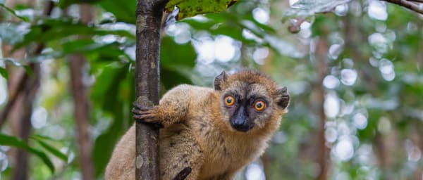 5-Day Andasibe Wildlife Tour from Antananarivo with Lemur Encounters