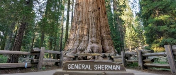 6-Hour Sequoia National Park Nature Tour with Moro Rock Hike