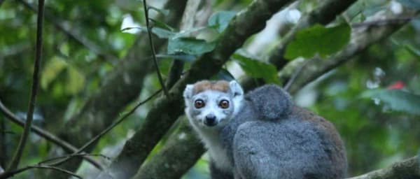 6 heures de visite à la Montagne d'Ambre avec lémuriens et cascades